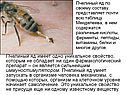 Пчелиный яд