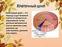 Периоды жизненного цикла клетки