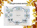Общая схема митоза