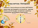 Метафаза