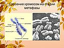 Строение хромосом на стадии метафазы
