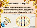 Анафаза