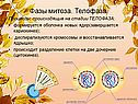 Телофаза