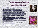 Описание объекта исследования