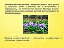 Первые цветы