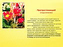 Прострел поникший