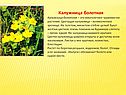  Калужница болотная