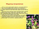 Медуница лекарственная