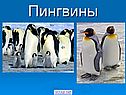 Пингвин - это птица