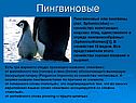 Пингвиновые