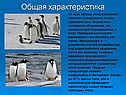 Общая характеристика