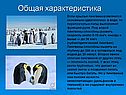 Крылья пингвинов являются основным «двигателем» в воде