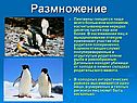 Размножение