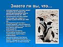 Императорский пингвин может голодать до 9 недель во время высиживания яйца