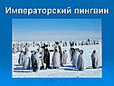 Императорский пингвин