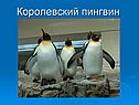 Королевский пингвин