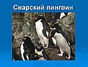 Снарский пингвин