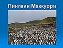 Пингвин Маккуори