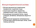 Функции пищеварительной системы