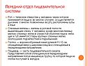 Передний отдел пищеварительной системы
