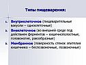 Типы пищеварения: