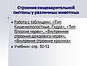 Строение пищеварительной системы у различных животных