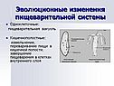 Эволюционные изменения пищеварительной системы