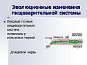 Эволюционные изменения пищеварительной системы