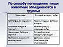 По способу поглощения пищи животные объединяются в группы: