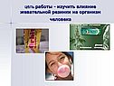 Цель работы - изучить влияние жевательной резинки на организм человека