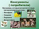 Консументы