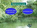 Трофические цепи