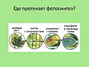 Где протекает фотосинтез