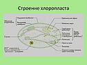 Строение хлоропласта
