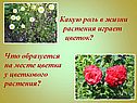 Какую роль в жизни растения играет цветок
