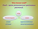 Что такое плод