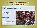 Способы распространения плодов и семян