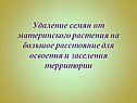 Удаление семян от материнского растения на большое расстояние