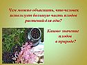 Каково значение плодов в природе