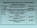 Названия животных