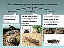 Экологические группы почвенных организмов