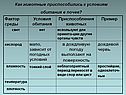 Дождевой червь