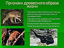Признаки древесного образа жизни