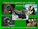 Жизнь в стаде