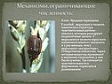 Клоп- Вредная черепашка