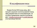 Классификации овец