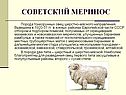Советский меринос