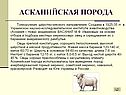 Асканийская порода