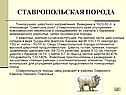 Ставропольская порода