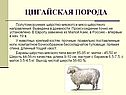 Цигайская порода